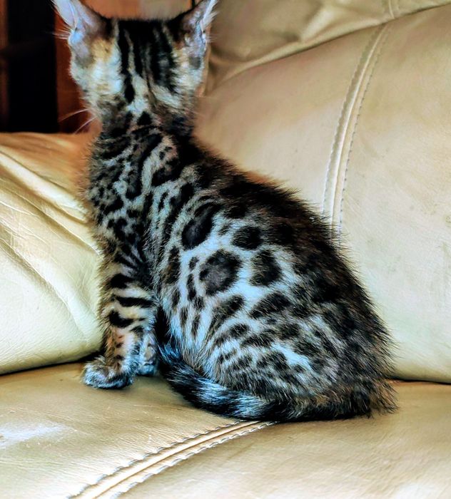 Бенгалята дівчатка