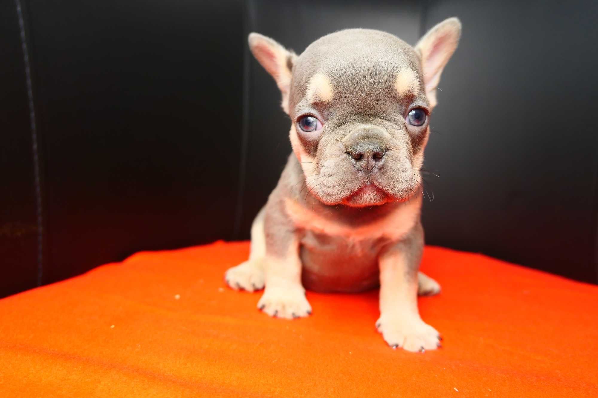 Buldog Francuski- Blue Tan
