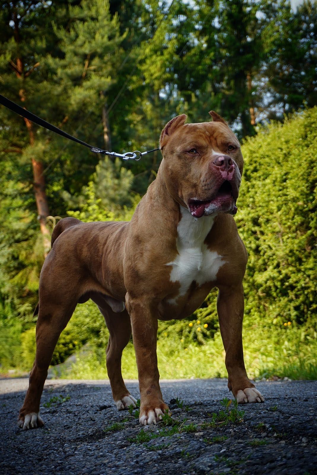 American Bully XL samiec merle