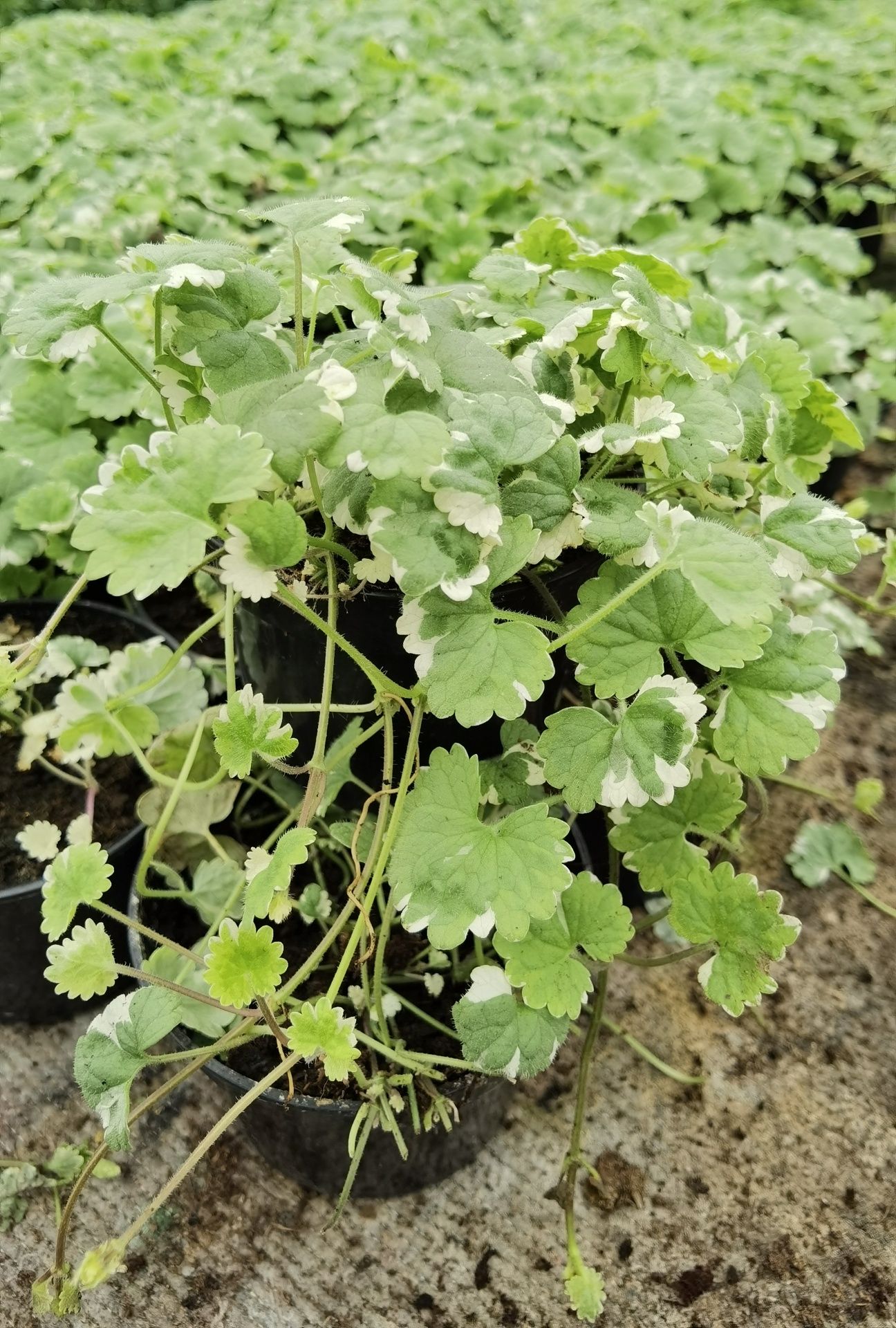 WYSYŁKA! Kurier CAŁA POLSKA  Surfinia, pelargonia! DUŻO ODMIan