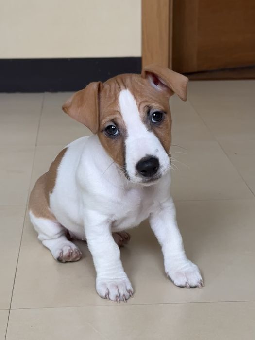 Джек Рассел терʼєр