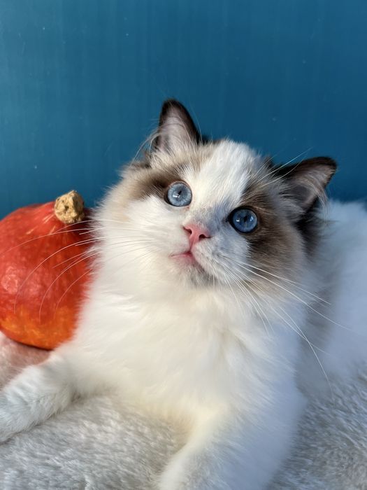 Kotka Ragdoll o cudownym charakterze / kocięta FPL koteczka bicolor