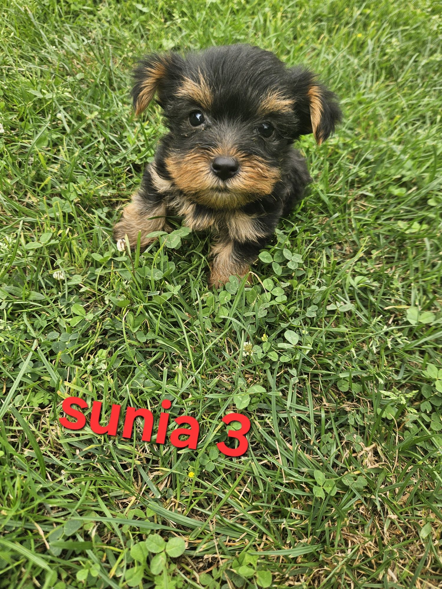 Sunia york z Rodowodem