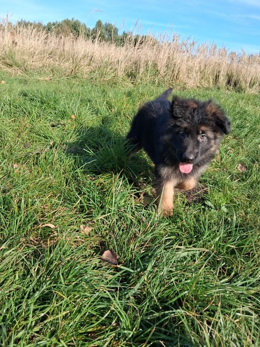 Owczarek niemiecki długowłosy śliczne szczenięta