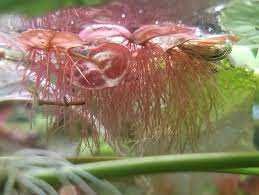 Phyllanthus fluitans, esponja flutuante – Planta aquática