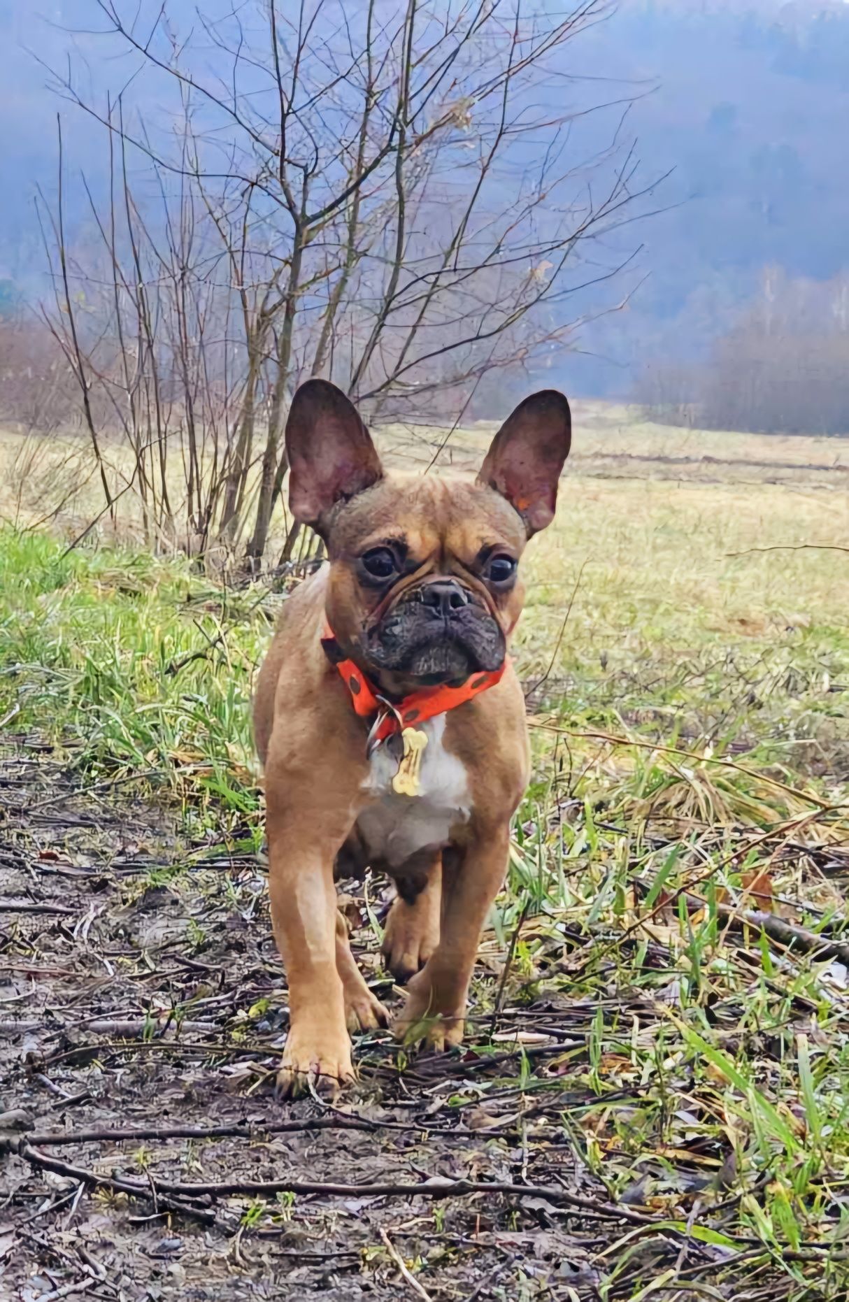 Cudna sunia buldożek francuski szuka domu Buldożek do adopcji Oddam