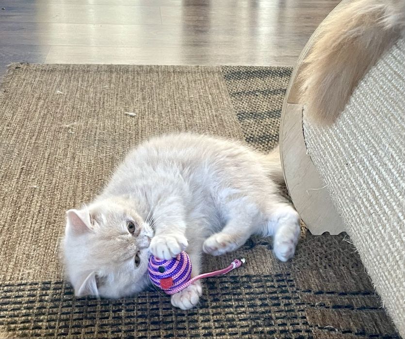 Beżowy kotek egzotyczny, pers krótkowłosy, exo, egzotyk