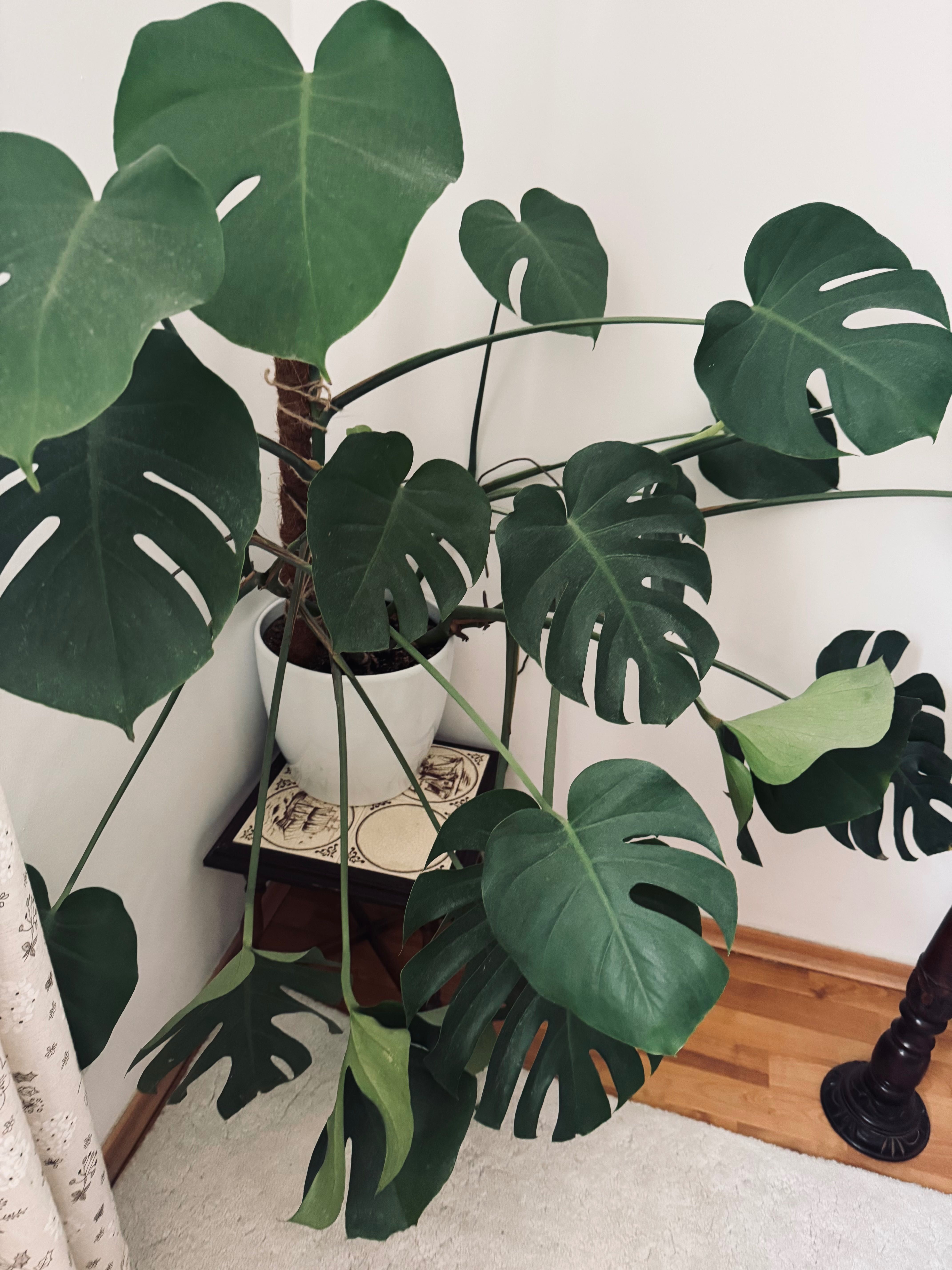 Kwiatek doniczkowy Monstera