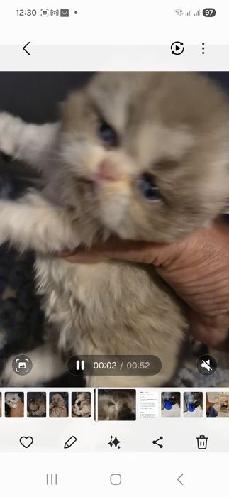 Menina tricolor lindissima