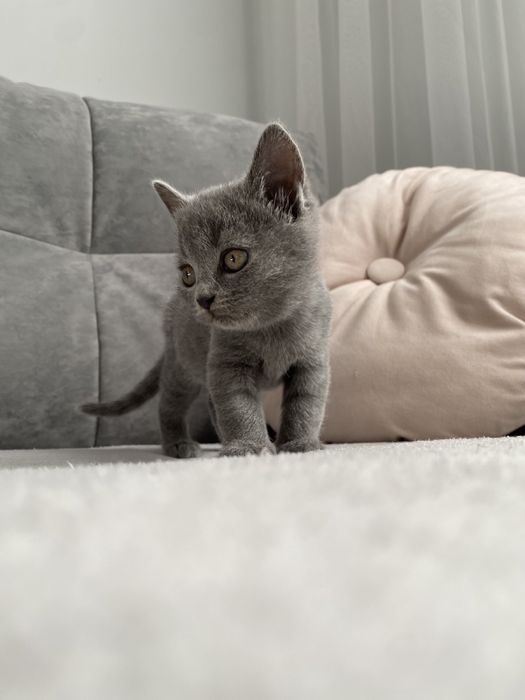 Кошенята 2 місяці