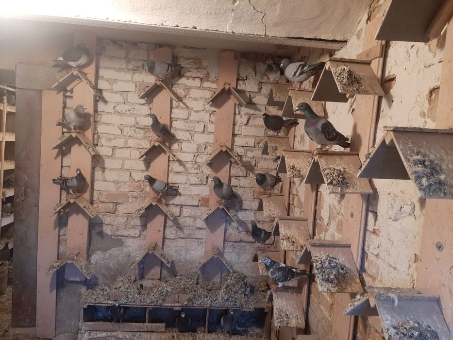 Gołębie likwidacja hodowli