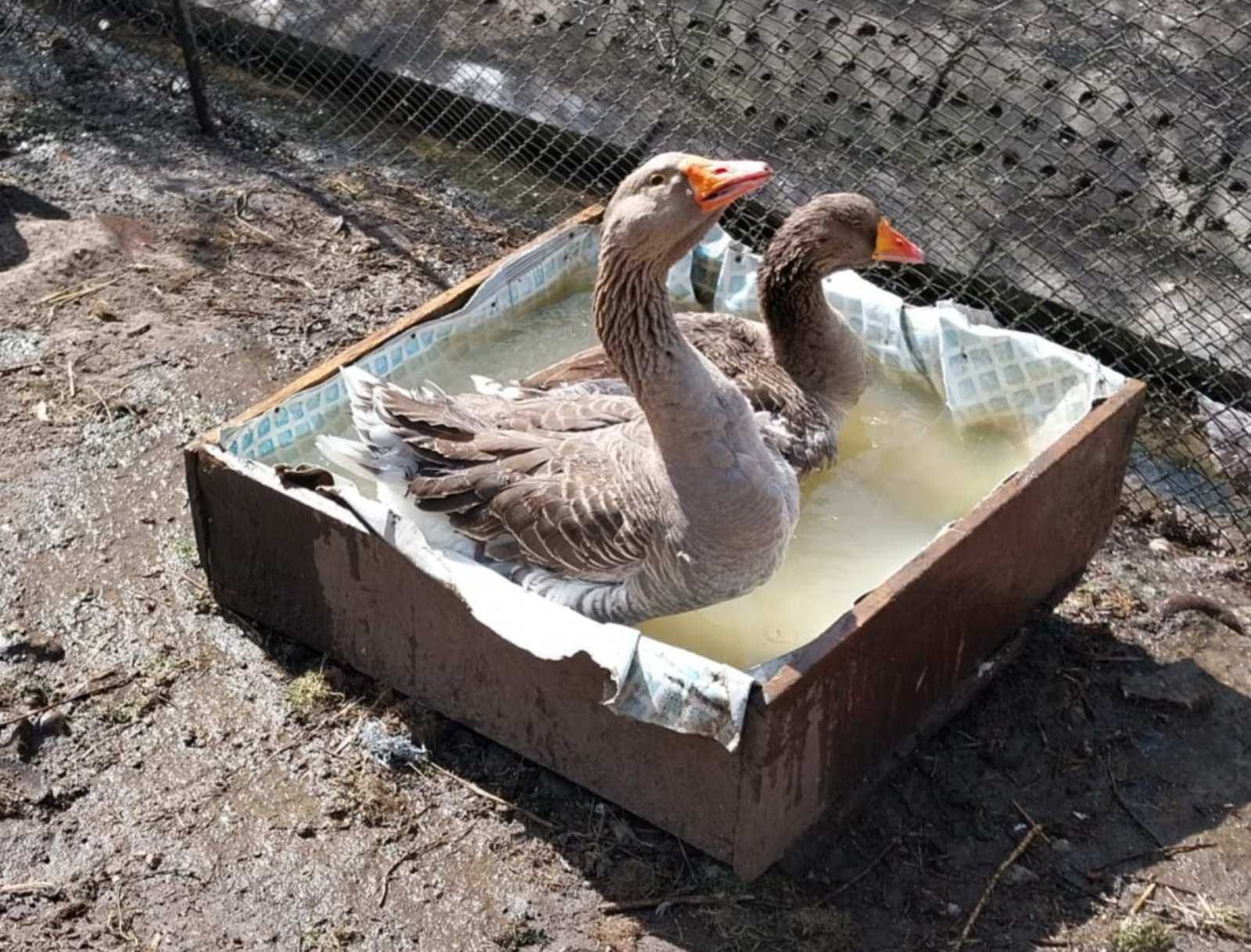 Jaja lęgowe Gęsi tuluskich