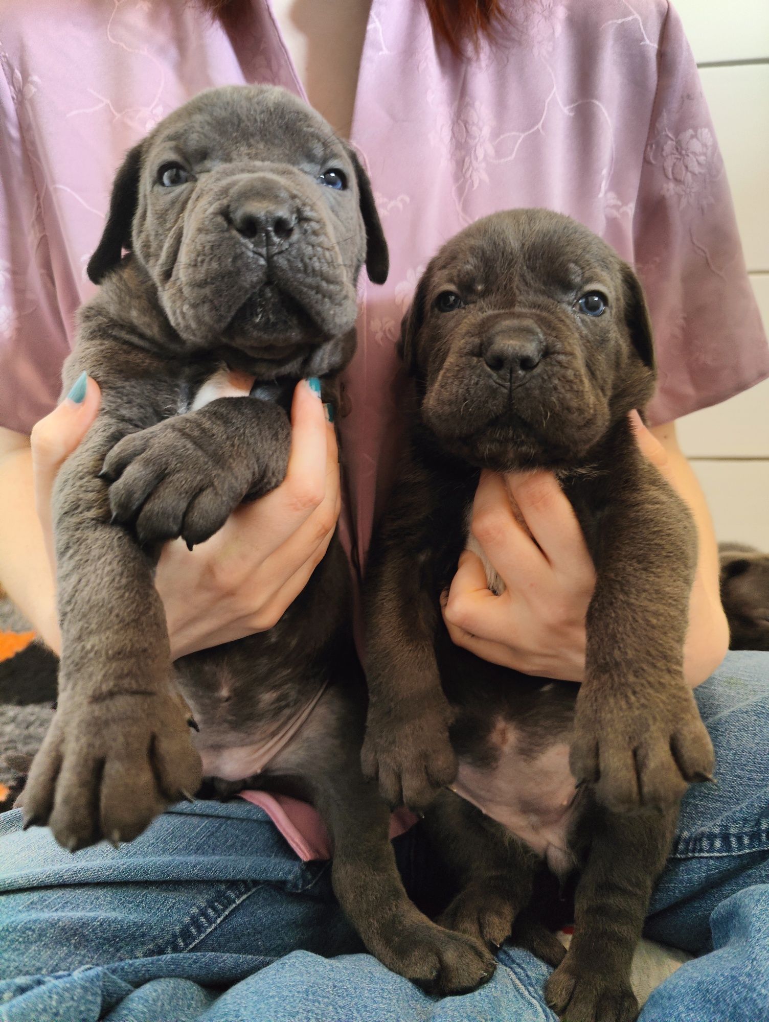 Cane Corso ZKwP/FCI