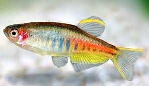 Danio myanmarski - Celestichthys choprae