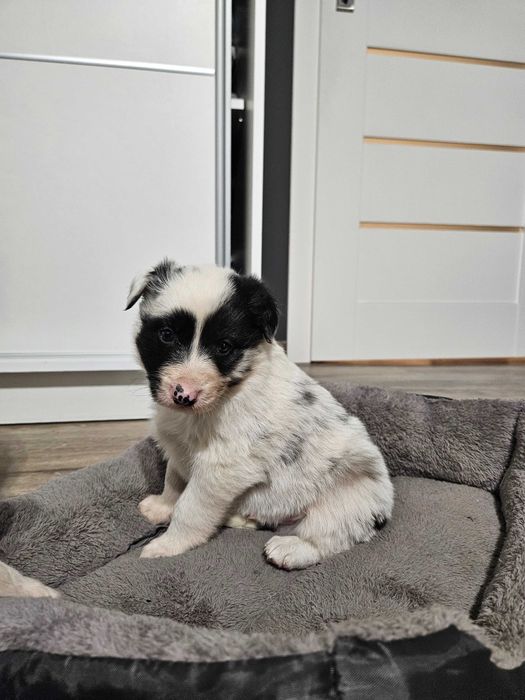Pies Border Collie