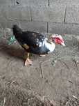 Pato caseiro criado no campo
