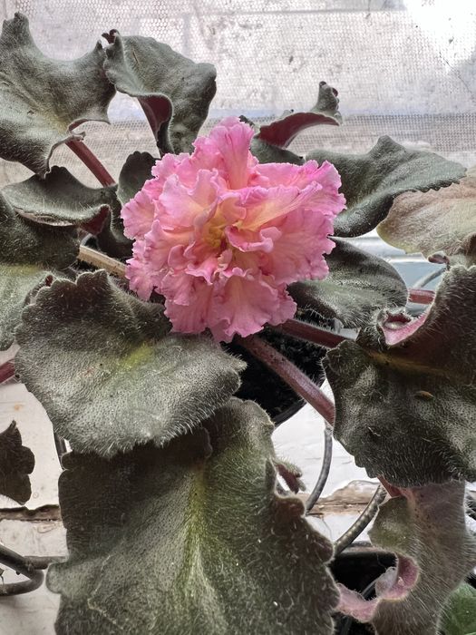 Фиалки, сенполии, листики