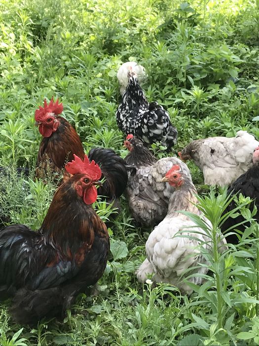 Півник карликовий Кохінхін, яйця