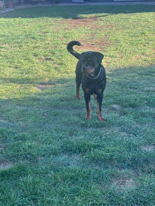 Szczenie rottwailer