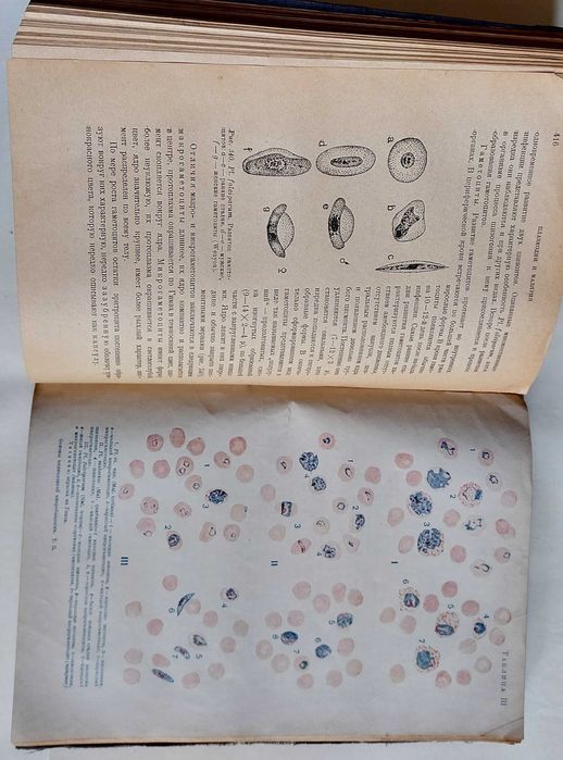 Эпштейн Г.В. Патогенные простейшие, спирохеты и грибки. 1931.