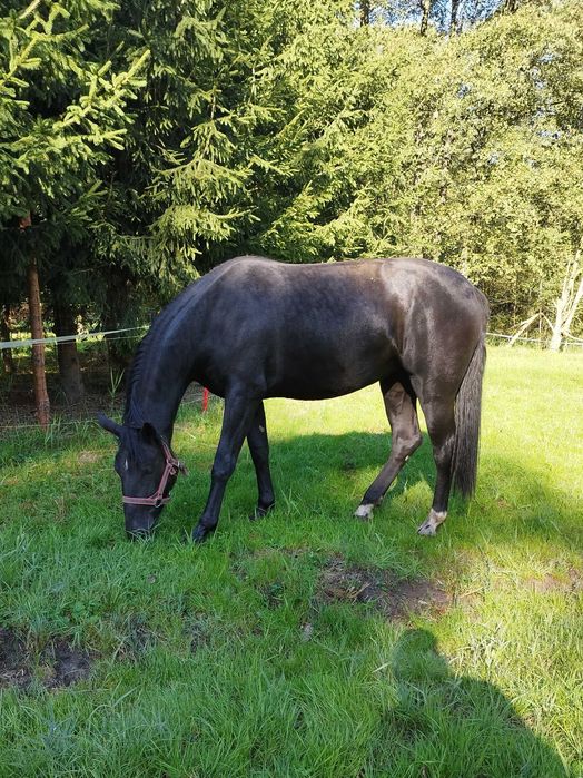 Sprzedam klacz śląską