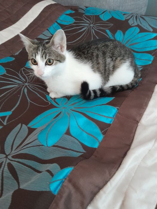 Oddam kotkę w dobre ręce