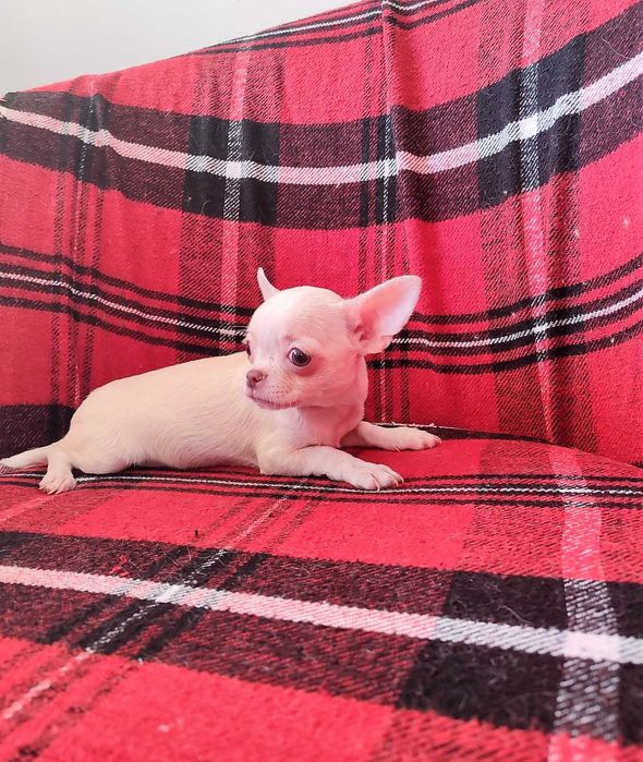 Суперська дівчинка без недоліків