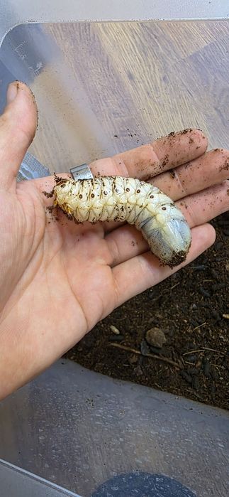 Larwy chrząszcza Mecynorrhina torquata ugandensis