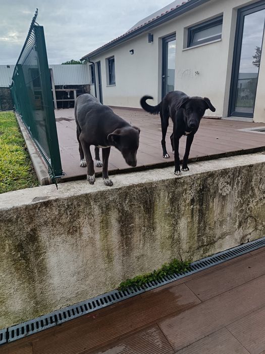 Cadelas para adoção responsável