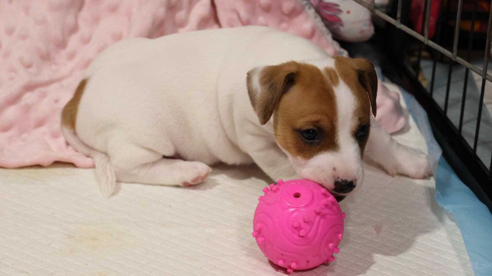 Szczenię Jack Russell Terrier z hodowli "BREFIO" /bad. genetyczne
