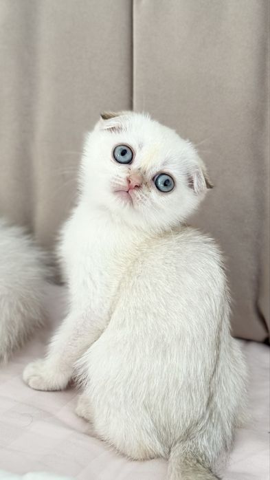 Золоті малюки в улюбленці