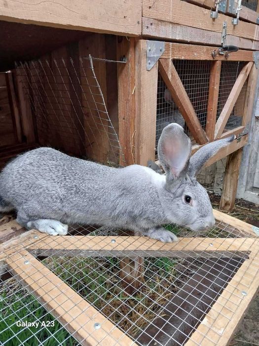 Кролі порода Шиншила