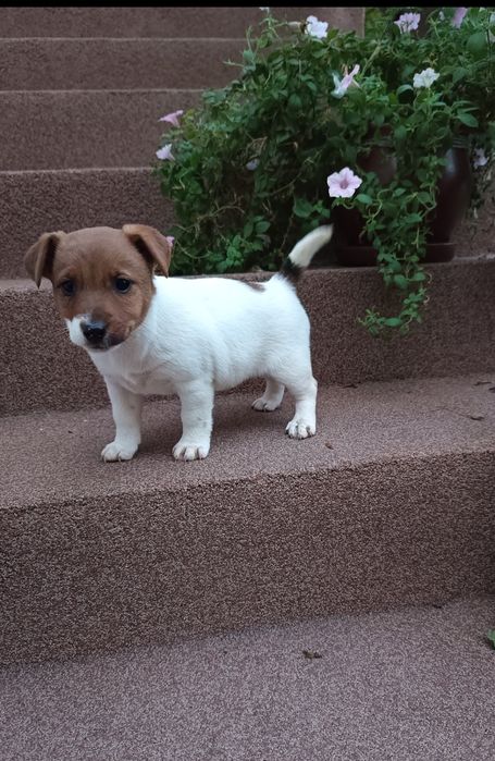 Jack russell terrier Suczka