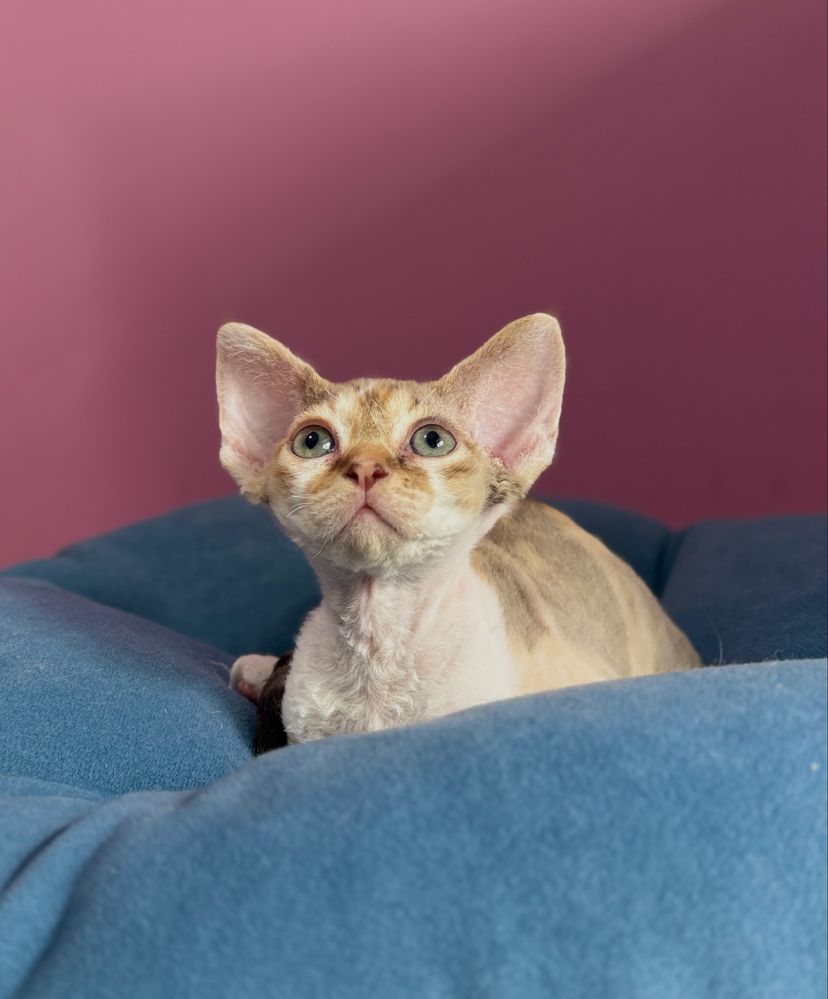 Devon rex koteczka Kamea