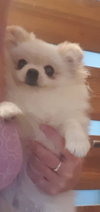 Szpic miniaturowy pomeranian