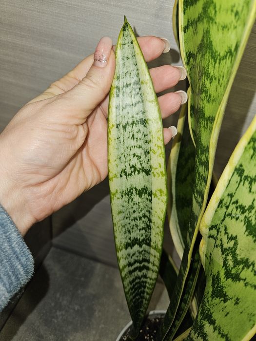 Сансевиерия футура суперба (симплекс), лауренти.