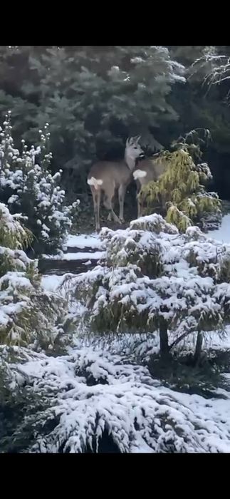 REZERWACJA Dom przy lesie Siemianowice Śląskie /Michałkowice