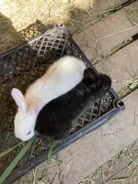 Кролики разных пород ( кроли) тушка
