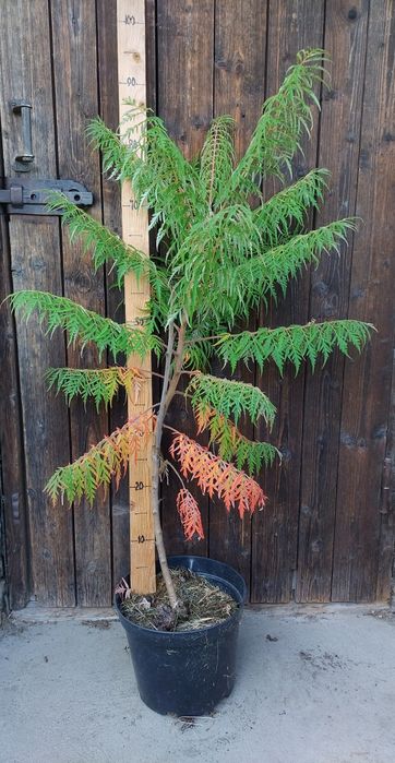 Аронія.Черемха.Сумах Тайгер Айз.Смородина.Гібіскус