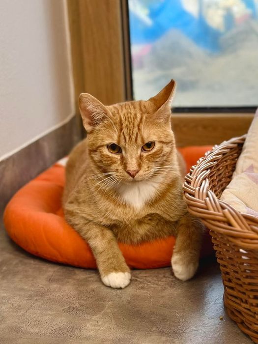 Szymon - ciekawski kotek szuka domu