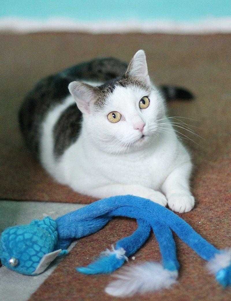 Do adopcji śliczna koteczka Alusia!