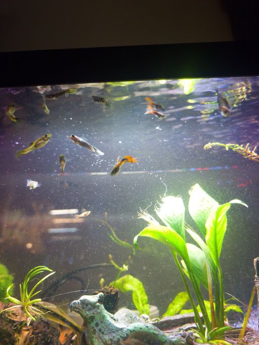 Akwarium 54l 60x30x30 Aquael zestaw + gratisy