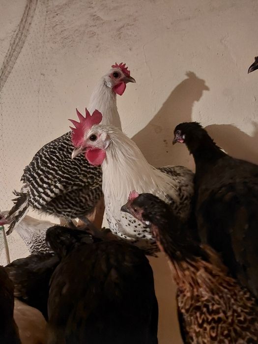 Kogut brakli, brakla srebrna, kury ozdobne, Araukana