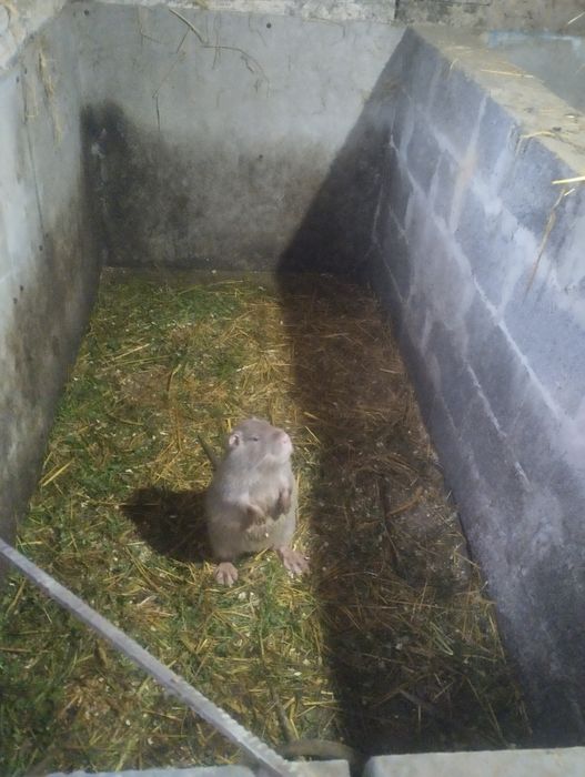 Продаж Нутрій, Молодняк Самці-Самки, Жива Вага І М'ясо!!!
