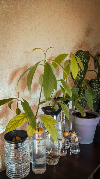 Чаша для пророщування з кісточки авокато  і манго