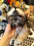 Shih-tzu zdrowe.