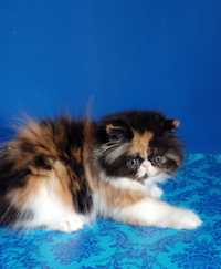 Красотуоя трехцвнтная кошка из питомника яркая как на фото