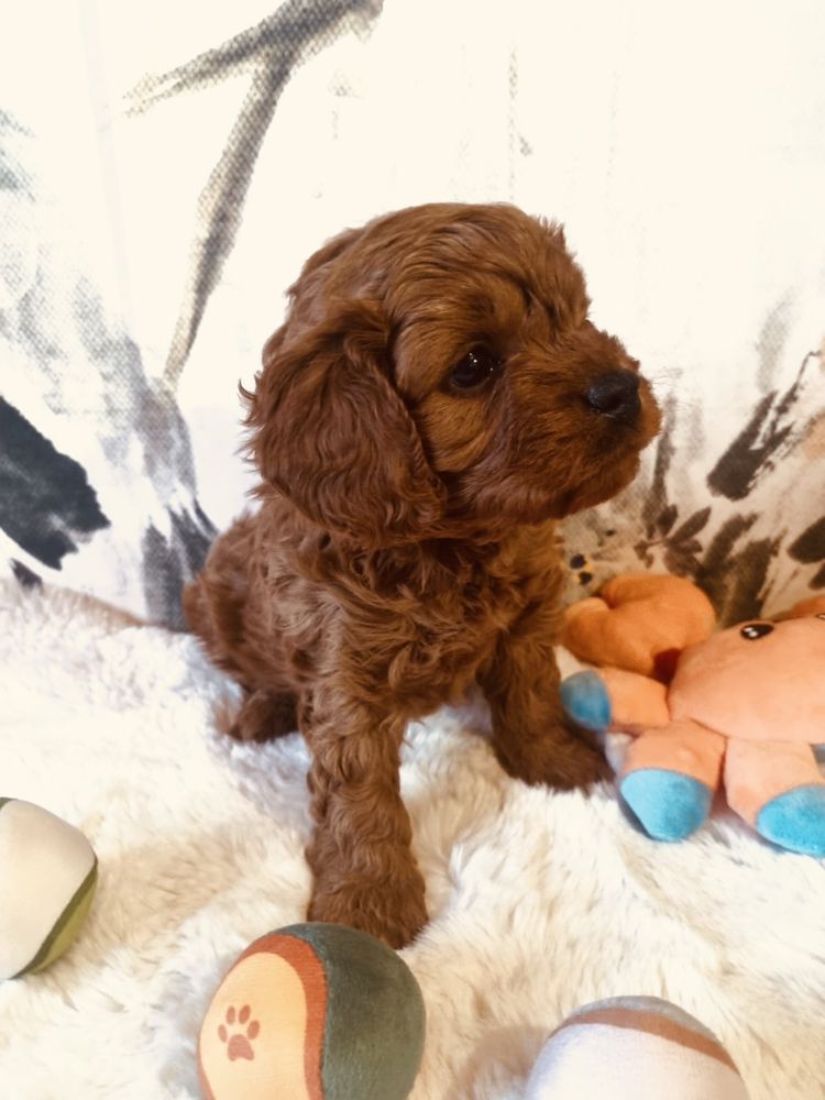 Cavapoo F1 śliczny chłopczyk