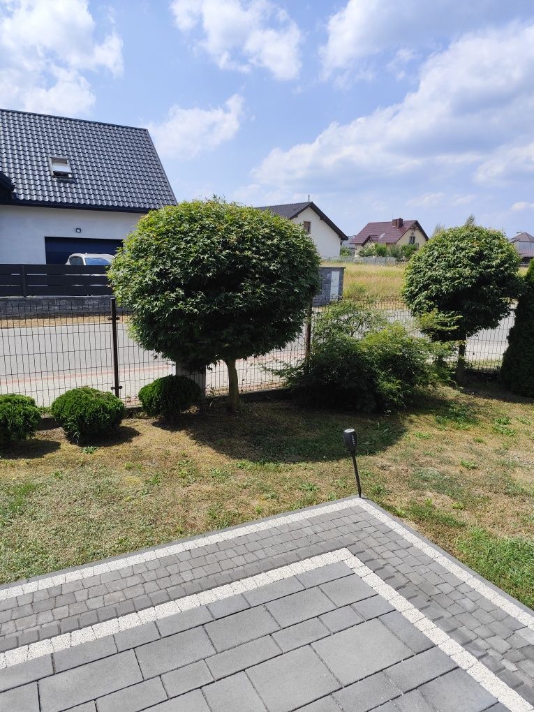 Witam sprzedam drzewko Acer