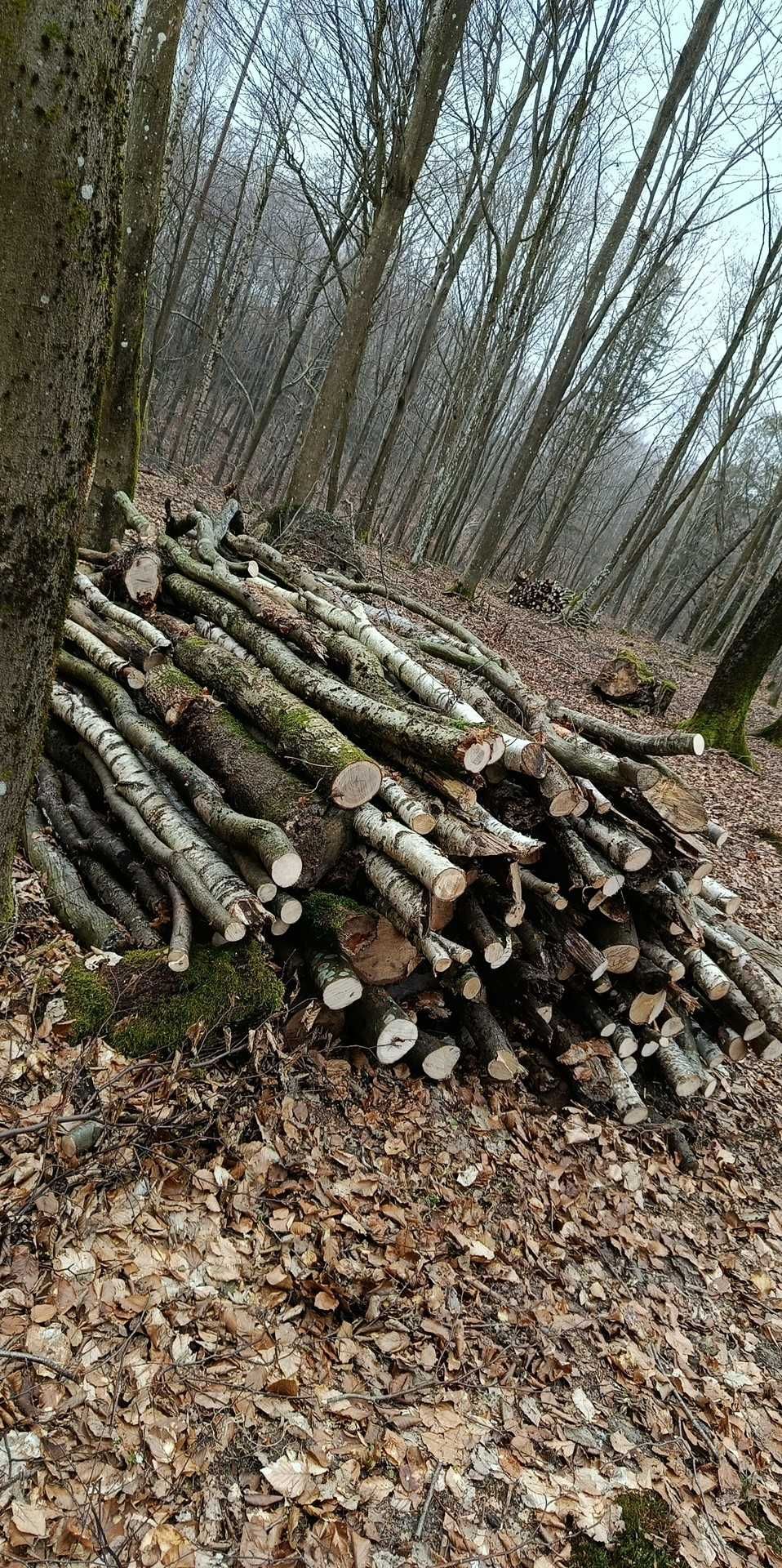 Drewno opał buk grab dąb